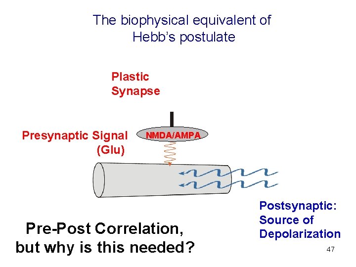 The biophysical equivalent of Hebb’s postulate Plastic Synapse Presynaptic Signal (Glu) NMDA/AMPA Pre-Post Correlation,