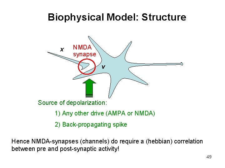 Biophysical Model: Structure x NMDA synapse v Source of depolarization: 1) Any other drive