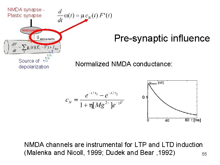 NMDA synapse Plastic synapse NMDA/AMPA g NMDA/AMPA Source of depolarization Pre-synaptic influence Normalized NMDA