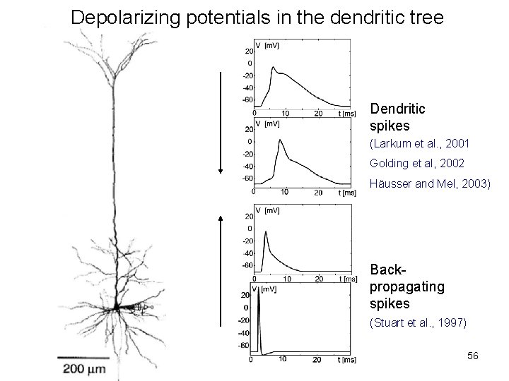 Depolarizing potentials in the dendritic tree Dendritic spikes (Larkum et al. , 2001 Golding