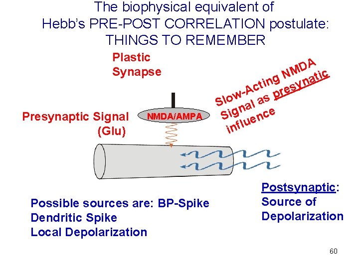 The biophysical equivalent of Hebb’s PRE-POST CORRELATION postulate: THINGS TO REMEMBER Plastic Synapse Presynaptic