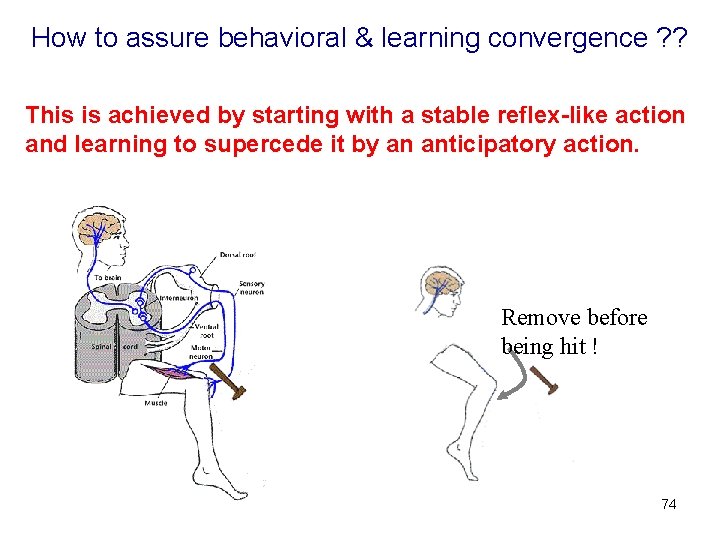 How to assure behavioral & learning convergence ? ? This is achieved by starting