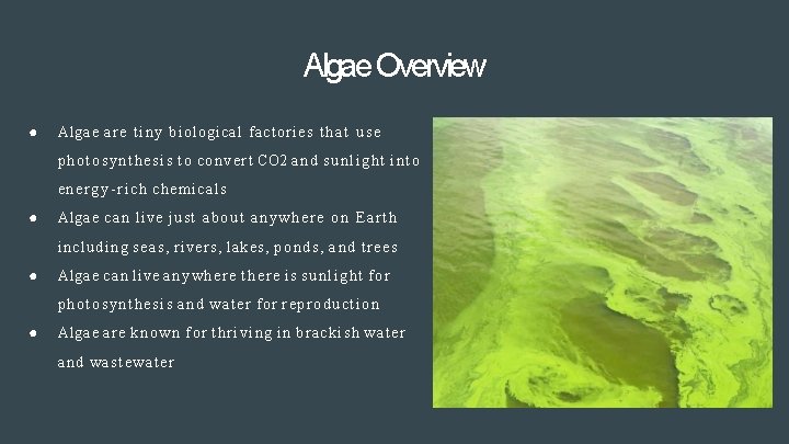 Algae Overview ● Algae a r e t i n y biological factories t