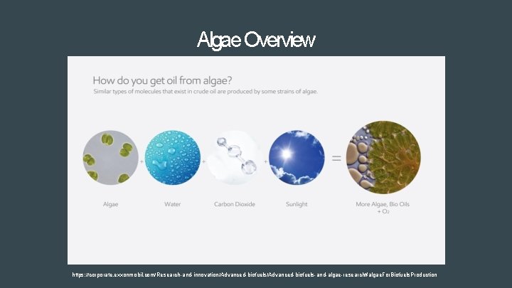 Algae Overview https: //corporate. exxonmobil. com/Research-and-innovation/Advanced-biofuels-and-algae-research#algae. For. Biofuels. Production 