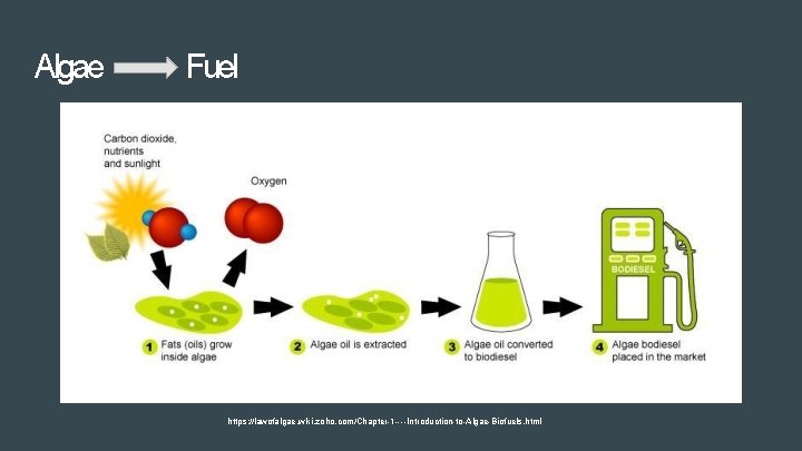 Algae Fuel https: //lawofalgae. wiki. zoho. com/Chapter-1 ----Introduction-to-Algae-Biofuels. html 