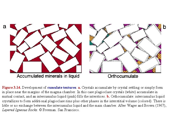 Figure 3. 14. Development of cumulate textures. a. Crystals accumulate by crystal settling or