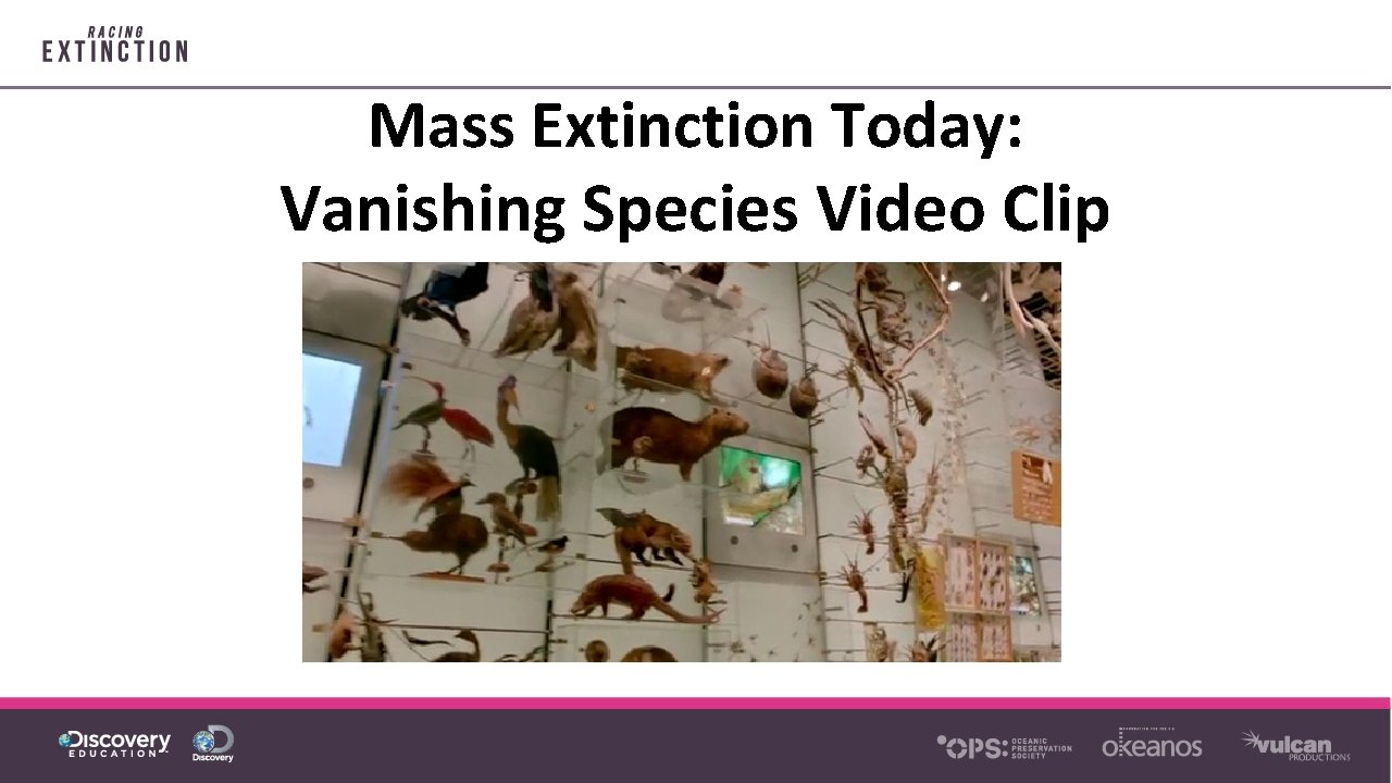 Mass Extinction Today: Vanishing Species Video Clip 