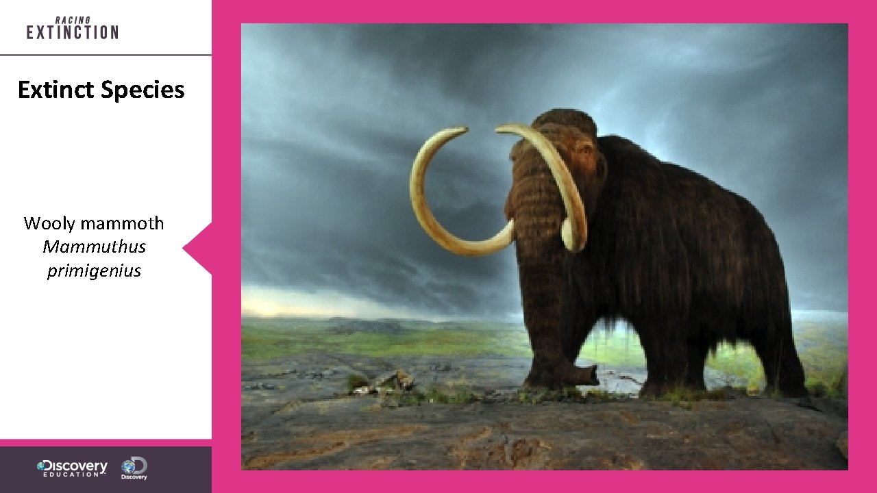 Extinct Species Wooly mammoth Mammuthus primigenius 