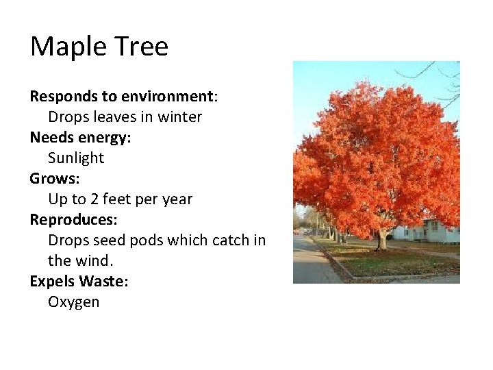 Maple Tree Responds to environment: Drops leaves in winter Needs energy: Sunlight Grows: Up