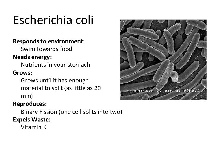 Escherichia coli Responds to environment: Swim towards food Needs energy: Nutrients in your stomach