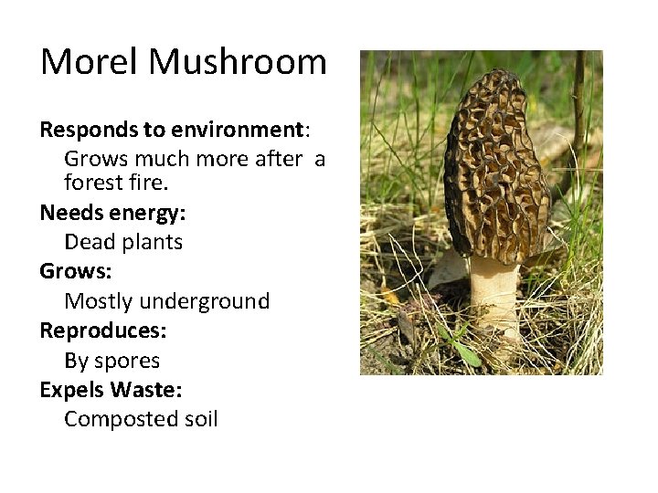 Morel Mushroom Responds to environment: Grows much more after a forest fire. Needs energy: