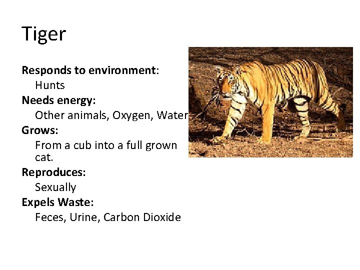 Tiger Responds to environment: Hunts Needs energy: Other animals, Oxygen, Water Grows: From a
