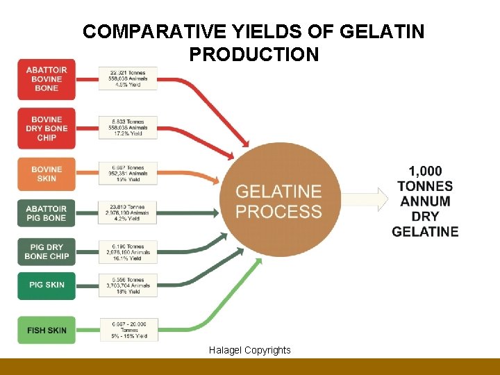 COMPARATIVE YIELDS OF GELATIN PRODUCTION Halagel Copyrights 