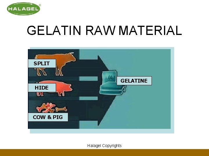 GELATIN RAW MATERIAL SPLIT GELATINE HIDE COW & PIG Halagel Copyrights 