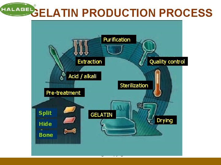 GELATIN PRODUCTION PROCESS Purification Extraction Quality control Acid / alkali Sterilization Pre-treatment Split GELATIN