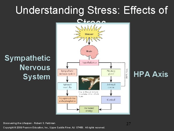 Understanding Stress: Effects of Stress Sympathetic Nervous System Discovering the Lifespan - Robert S.