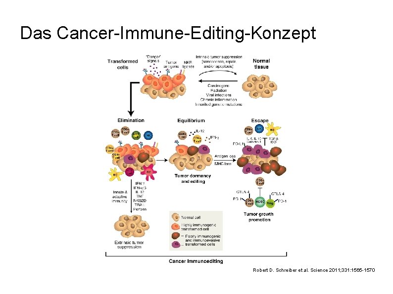 Das Cancer-Immune-Editing-Konzept Robert D. Schreiber et al. Science 2011; 331: 1565 -1570 