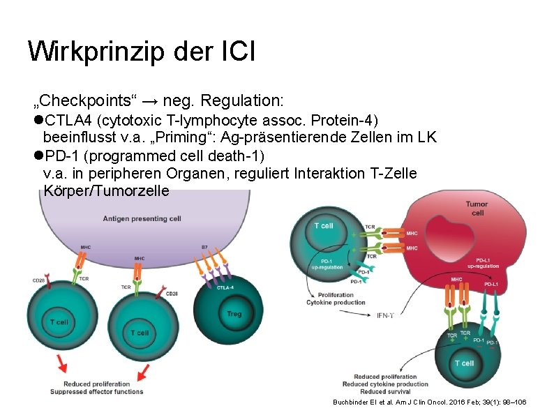 Wirkprinzip der ICI „Checkpoints“ → neg. Regulation: CTLA 4 (cytotoxic T-lymphocyte assoc. Protein-4) beeinflusst