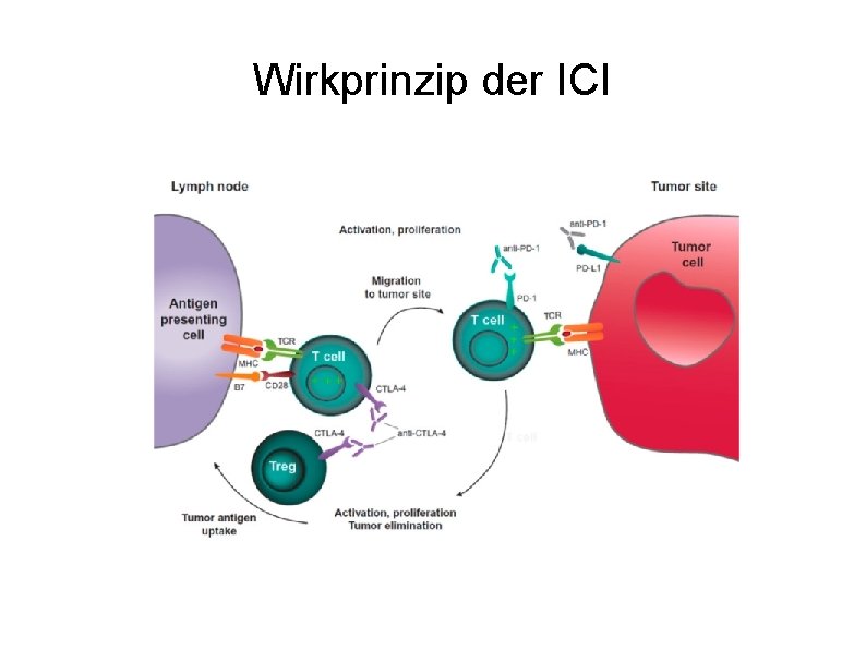Wirkprinzip der ICI 