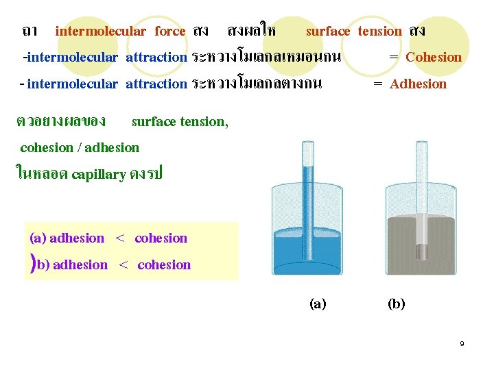 ถา intermolecular force สง สงผลให surface tension สง -intermolecular attraction ระหวางโมเลกลเหมอนกน = Cohesion -