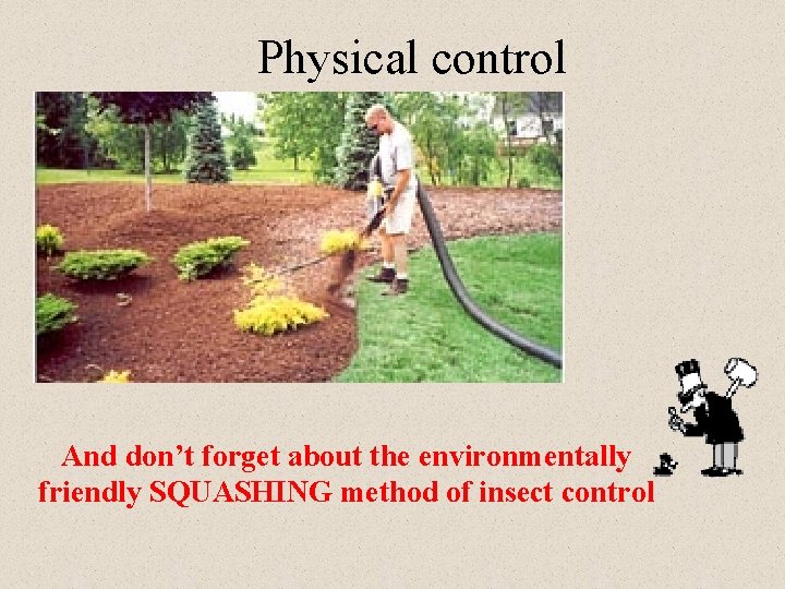 Physical control And don’t forget about the environmentally friendly SQUASHING method of insect control Physical control And don’t forget about the environmentally friendly SQUASHING method of insect control