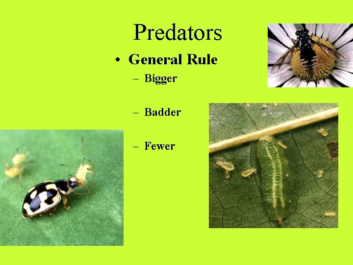 Predators • General Rule – Bigger – Badder – Fewer Predators • General Rule – Bigger – Badder – Fewer