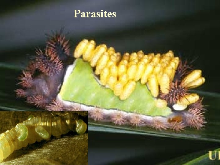 Parasites Parasites