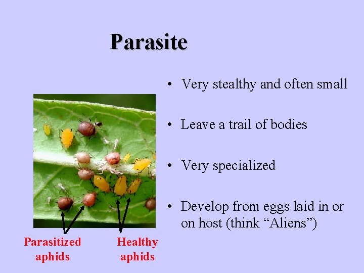 Parasite • Very stealthy and often small • Leave a trail of bodies • Parasite • Very stealthy and often small • Leave a trail of bodies •