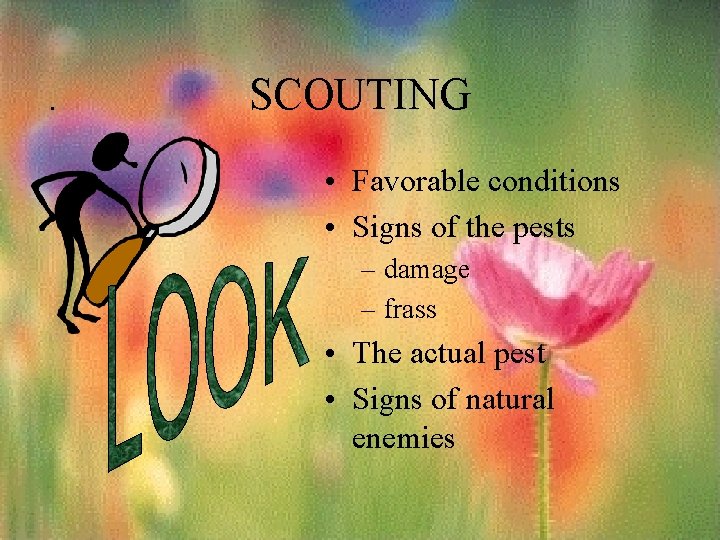 . SCOUTING • Favorable conditions • Signs of the pests – damage – frass . SCOUTING • Favorable conditions • Signs of the pests – damage – frass
