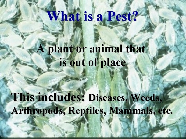 What is a Pest? A plant or animal that is out of place This What is a Pest? A plant or animal that is out of place This