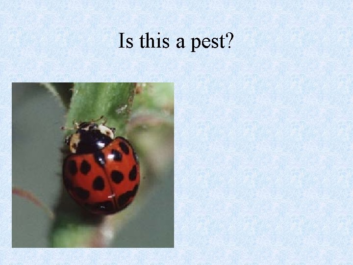 Is this a pest? Is this a pest?