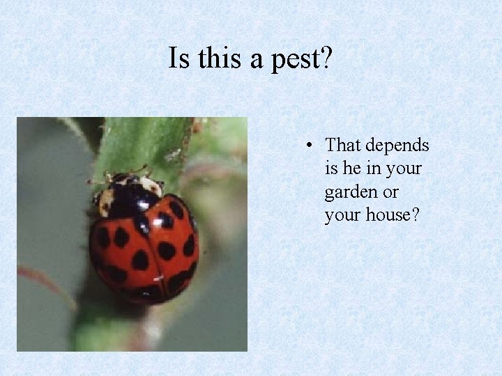Is this a pest? • That depends is he in your garden or your Is this a pest? • That depends is he in your garden or your