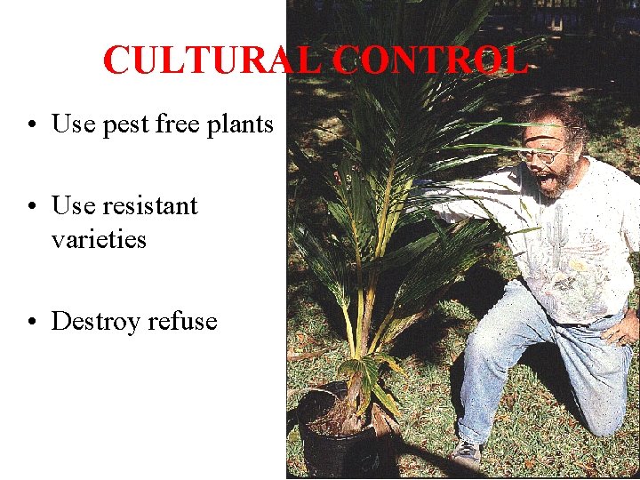 CULTURAL CONTROL • Use pest free plants • Use resistant varieties • Destroy refuse CULTURAL CONTROL • Use pest free plants • Use resistant varieties • Destroy refuse