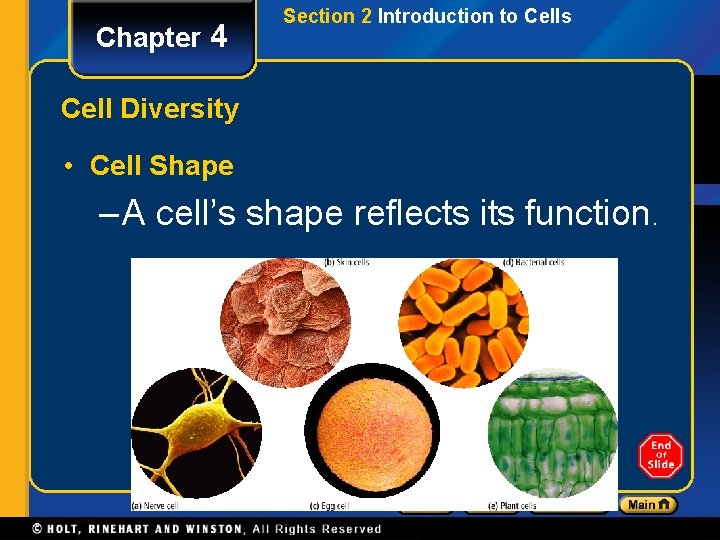 Chapter 4 Section 2 Introduction to Cells Cell Diversity • Cell Shape – A