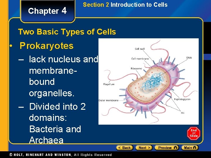 Chapter 4 Section 2 Introduction to Cells Two Basic Types of Cells • Prokaryotes