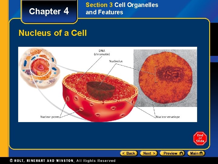 Chapter 4 Section 3 Cell Organelles and Features Nucleus of a Cell 