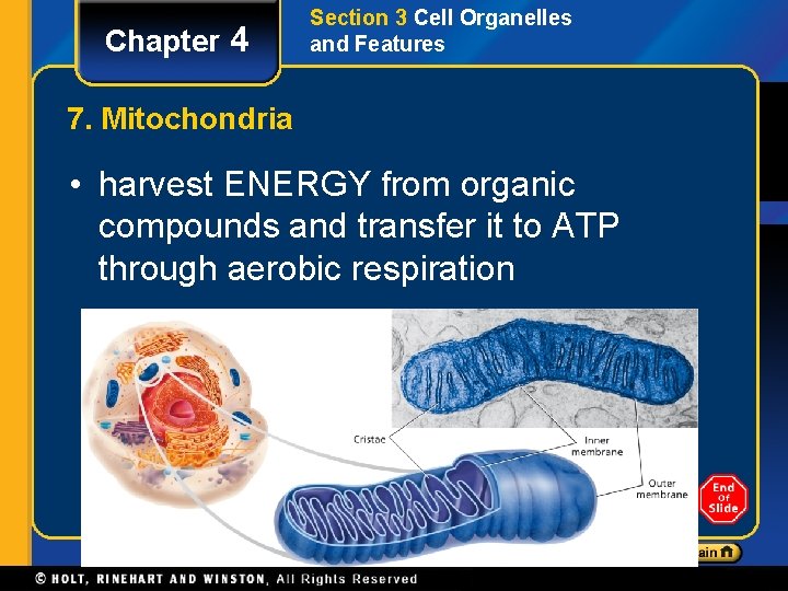 Chapter 4 Section 3 Cell Organelles and Features 7. Mitochondria • harvest ENERGY from