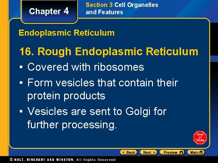 Chapter 4 Section 3 Cell Organelles and Features Endoplasmic Reticulum 16. Rough Endoplasmic Reticulum