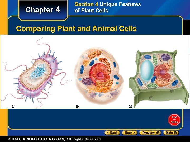 Chapter 4 Section 4 Unique Features of Plant Cells Comparing Plant and Animal Cells