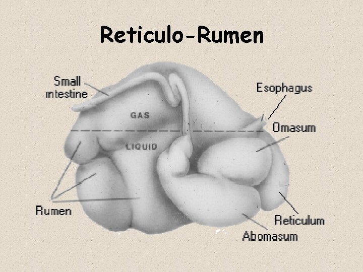 Reticulo-Rumen 