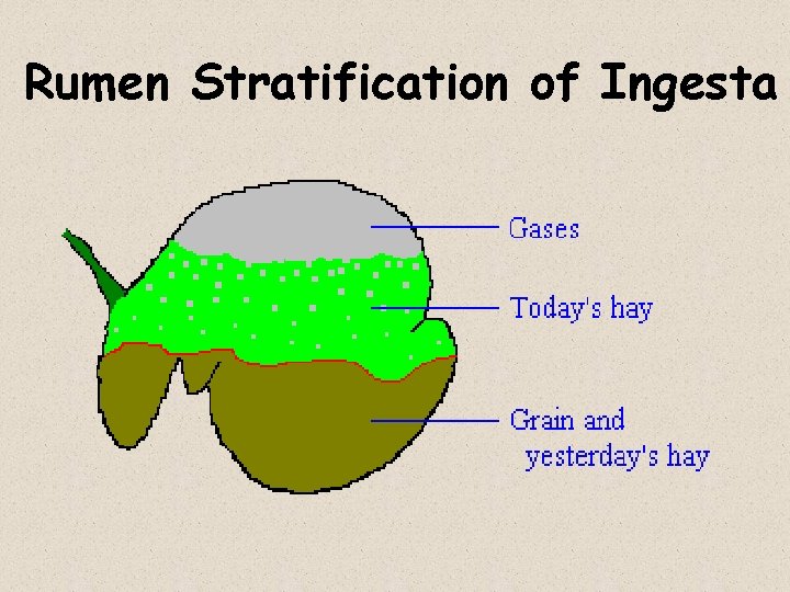 Rumen Stratification of Ingesta 
