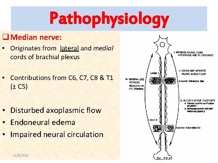 Pathophysiology q Median nerve: • Originates from lateral and medial cords of brachial plexus