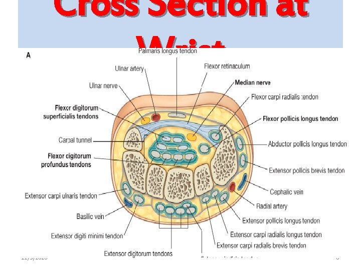 Cross Section at Wrist 11/5/2020 8 