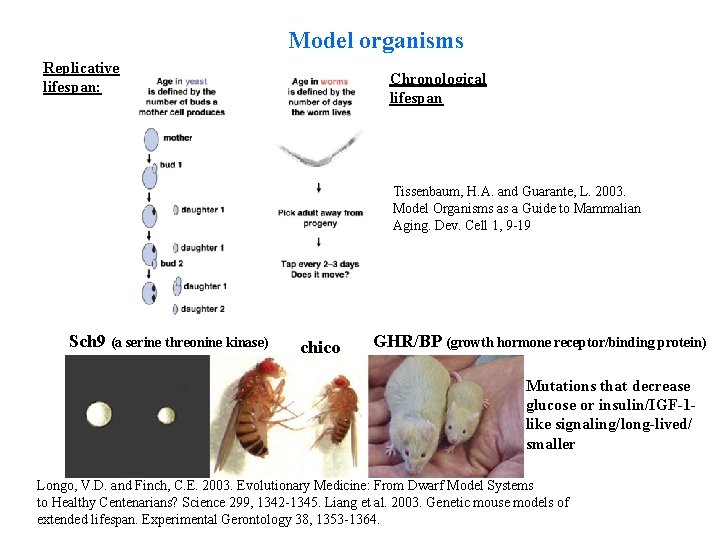 Model organisms Replicative lifespan: Chronological lifespan Tissenbaum, H. A. and Guarante, L. 2003. Model