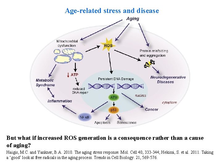 Age-related stress and disease But what if increased ROS generation is a consequence rather