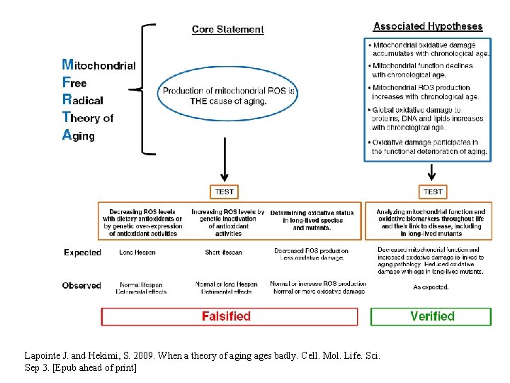 Lapointe J. and Hekimi, S. 2009. When a theory of aging ages badly. Cell.