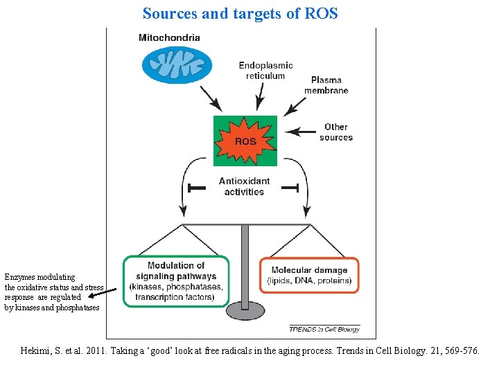 Sources and targets of ROS Enzymes modulating the oxidative status and stress response are