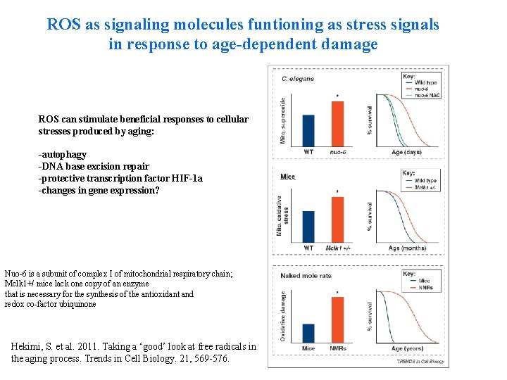 ROS as signaling molecules funtioning as stress signals in response to age-dependent damage ROS