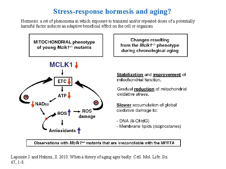 Stress-response hormesis and aging? Hormesis: a set of phenomena in which exposure to transient