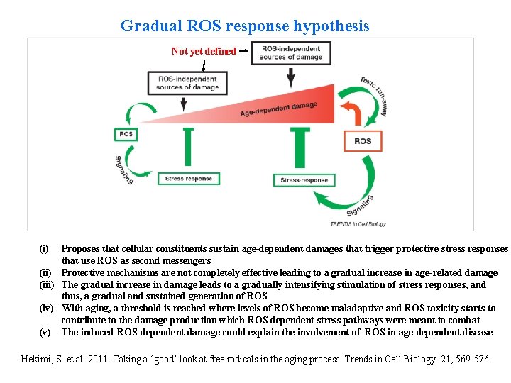 Gradual ROS response hypothesis Not yet defined (i) Proposes that cellular constituents sustain age-dependent